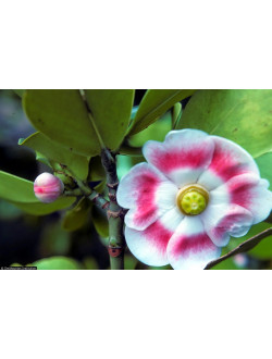 Clusia rosea