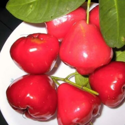 Сизигиум jambos ( розовое яблоко).