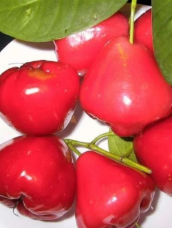 Сизигиум jambos ( розовое яблоко).