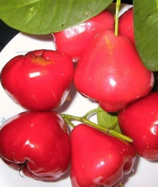 Сизигиум jambos ( розовое яблоко).