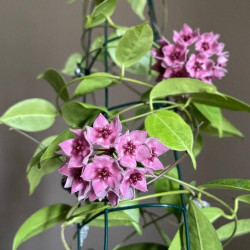 Hoya Dennisii 