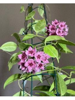 Hoya Dennisii 