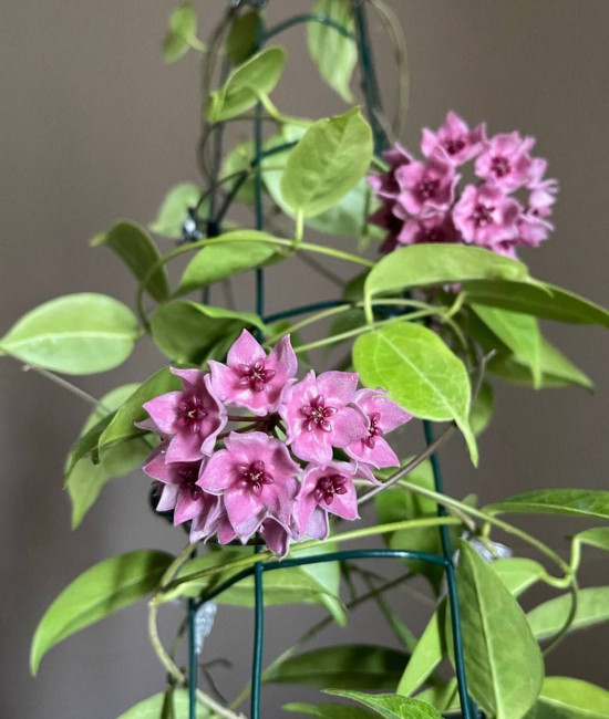 Hoya Dennisii 