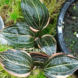 Ludisia diskolor var