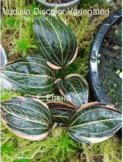 Ludisia diskolor var