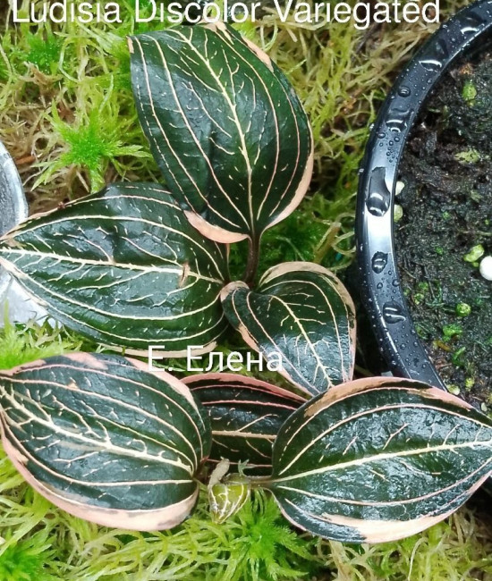 Ludisia diskolor var