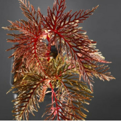 Begonia bipinatifida