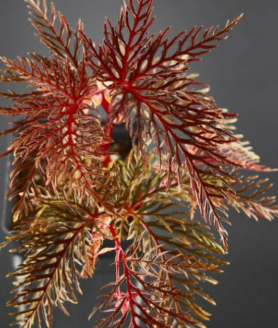 Begonia bipinatifida