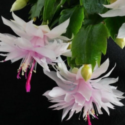Schlumbergera Beanca Dobrada