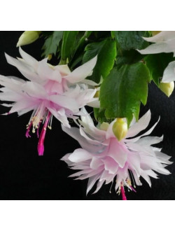 Schlumbergera Beanca Dobrada