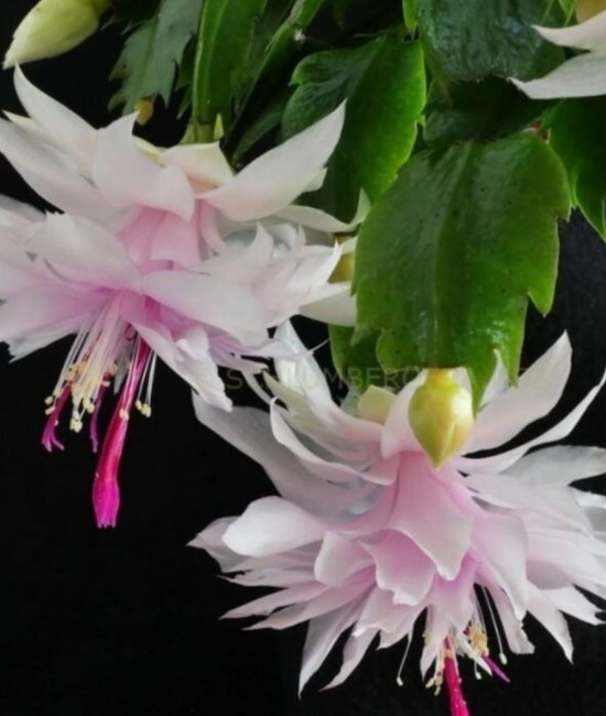 Schlumbergera Beanca Dobrada