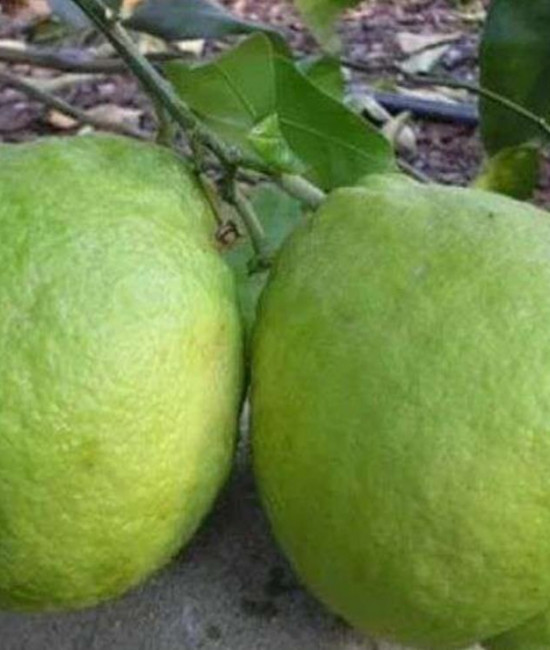C. aurantifolia "Marrakech
