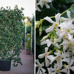 trachelospermum jasminoides