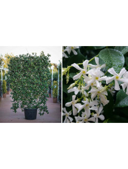 trachelospermum jasminoides