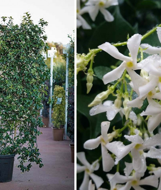 trachelospermum jasminoides