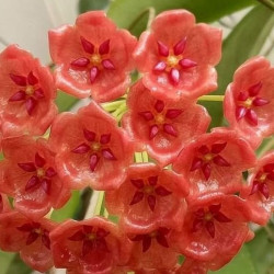 Hоyа Siаriае red form-(Хойя Госпoжи Сиaр) 