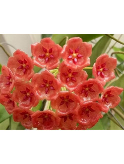 Hоyа Siаriае red form-(Хойя Госпoжи Сиaр) 