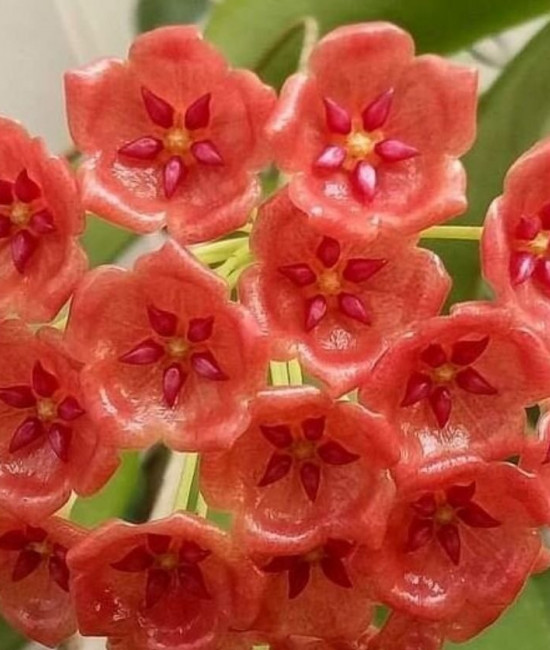 Hоyа Siаriае red form-(Хойя Госпoжи Сиaр) 