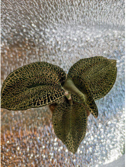Драгоценная орхидея  Jewel Orchid Hubrid