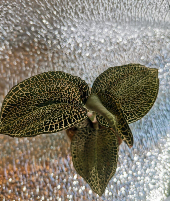 Драгоценная орхидея  Jewel Orchid Hubrid