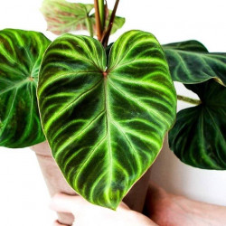 philodendron веррукозум
