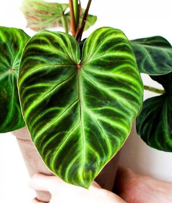 philodendron веррукозум