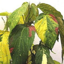 Acalypha 'Tequilla Sunrise