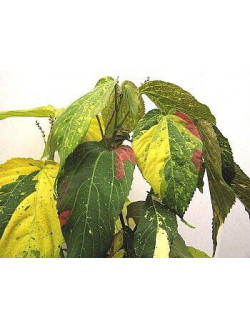 Acalypha 'Tequilla Sunrise