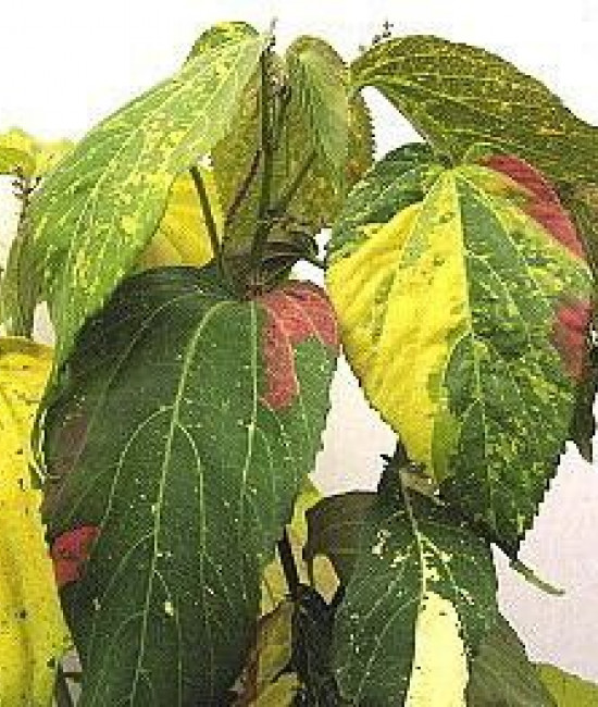 Acalypha 'Tequilla Sunrise