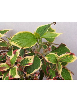 Acalypha 'Marginata Green