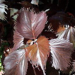 Acalypha 'Haleakala