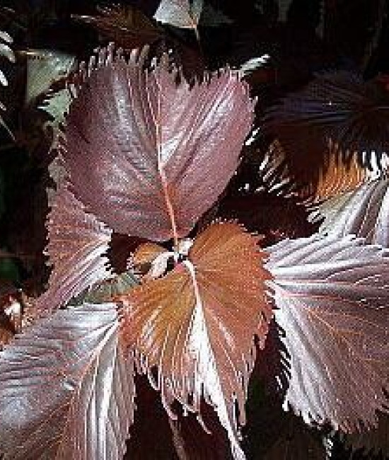 Acalypha 'Haleakala