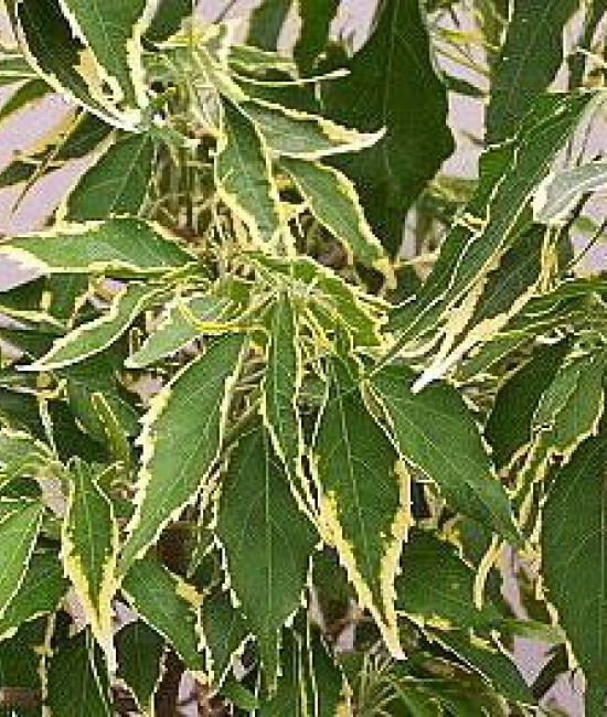 Acalypha 'Marginata Bronze'