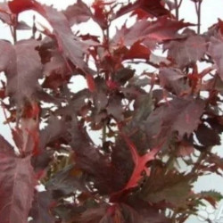 Acalypha 'Raggedy Ann'