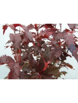 Acalypha 'Raggedy Ann'