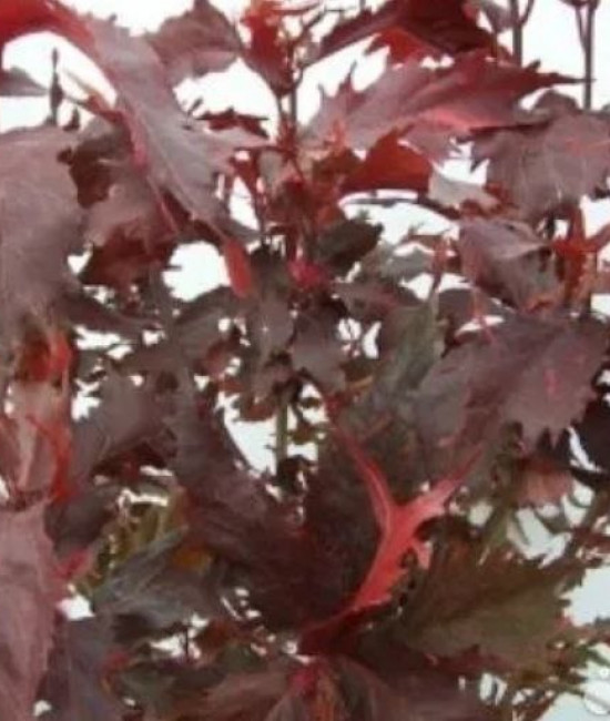 Acalypha 'Raggedy Ann'