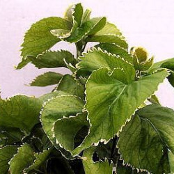Acalypha 'Hoffmanii'