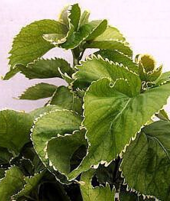Acalypha 'Hoffmanii'