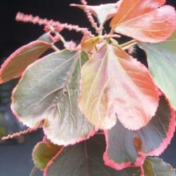 ACALYPHA OBOVATA CRISTATA