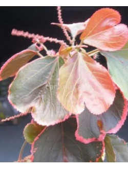 ACALYPHA OBOVATA CRISTATA