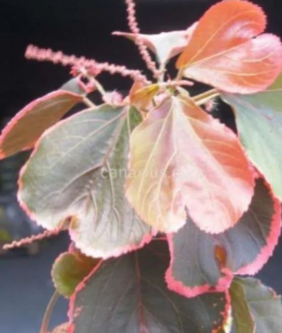 ACALYPHA OBOVATA CRISTATA