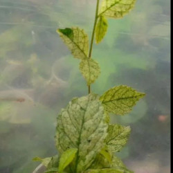 Acalypha  Sianensins Variegata