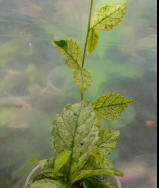 Acalypha  Sianensins Variegata