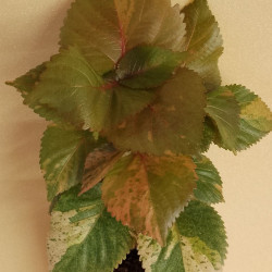 Acalifa Tricolor