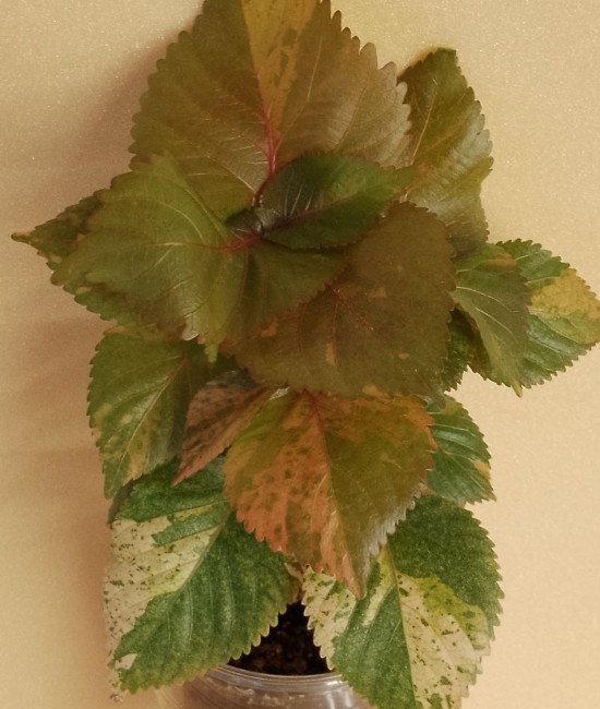 Acalifa Tricolor
