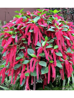 Acálypha Hispida Red