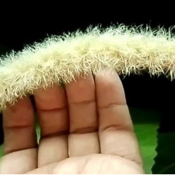 Acálypha Hispida Albo