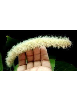 Acálypha Hispida Albo