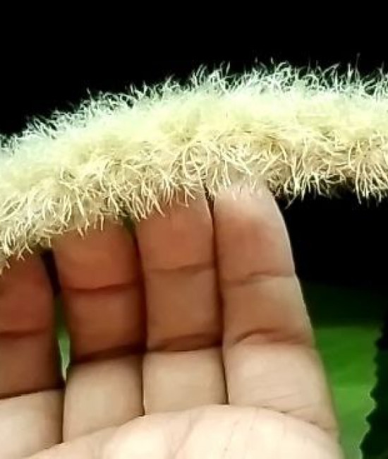 Acálypha Hispida Albo