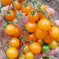 Galapagos Wild Tomato